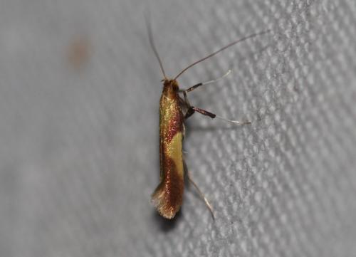 Caloptilia sp.